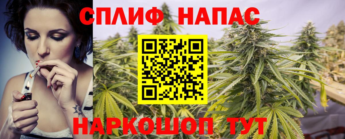 Конопля сатива Советский